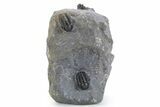 Four Gerastos Trilobite Fossils With Cyphaspis - Morocco #356906-2